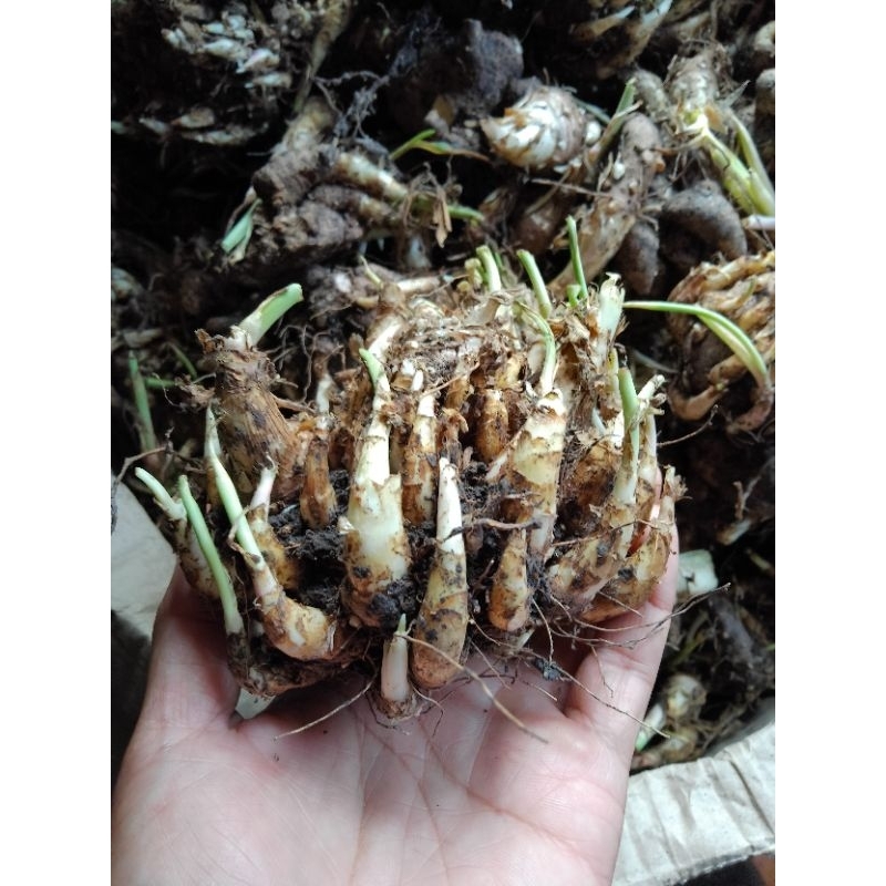 UMBI BUNGA SEDAP MALAM PAKET 10 UMBI / BIBIT BUNGA SEDAP MALAM / UMBI SEDAP MALAM / BUNGA