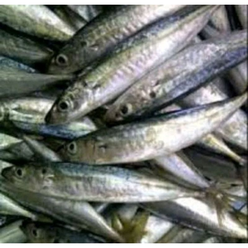

ikan dencis/ layang Deles seger