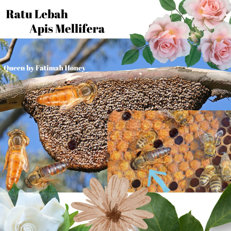 Ratu Lebah Apis Mellifera(lebah unggul)