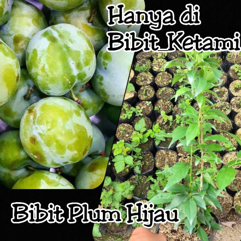 Bibit Plum/Prem Hijau - Kategori Standart (ORIGINAL)