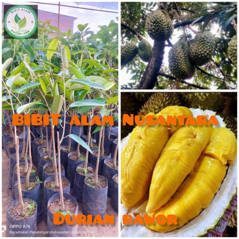 BIBIT DURIAN BAWOR ASLI OKULASI
