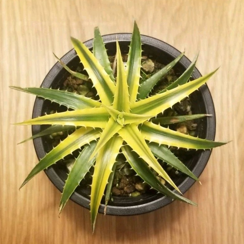 Dyckia pallaphat
