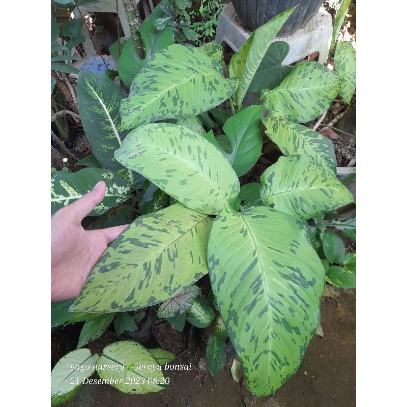 Diven army jumbo real pict