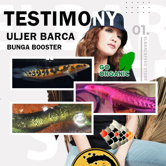 ADY78 PELET BUNGA SHRIMPELET BARCA 30g pemecah cabung bunga solid pakan channa maru YS RED +Melanin