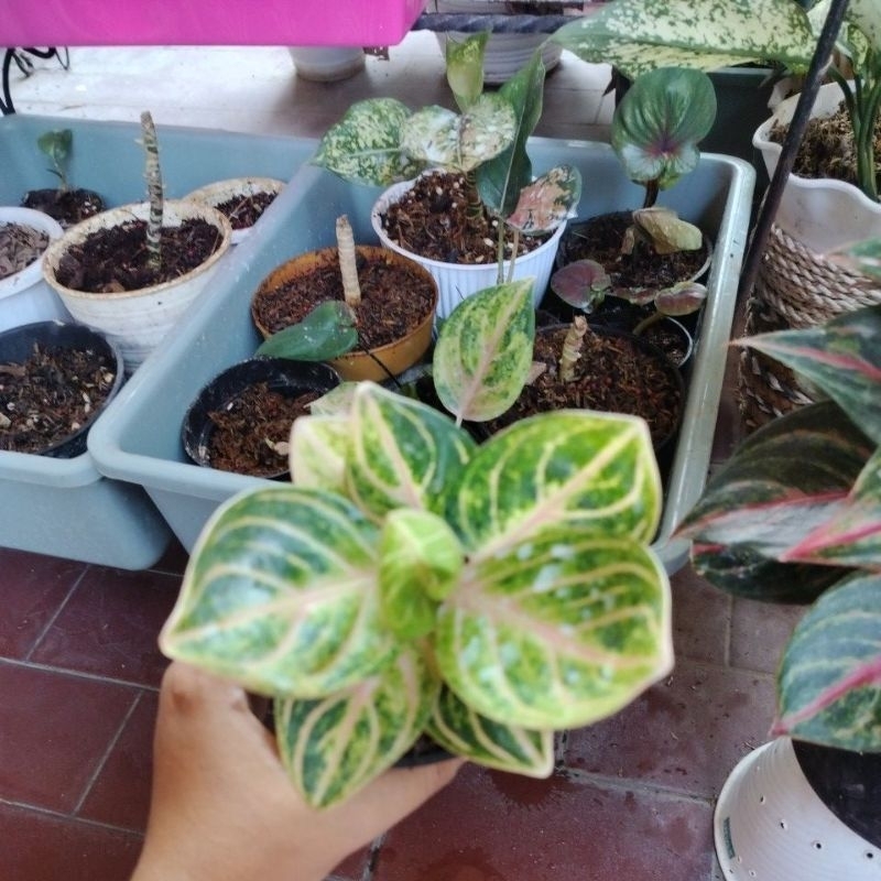 aglaonema rinjani