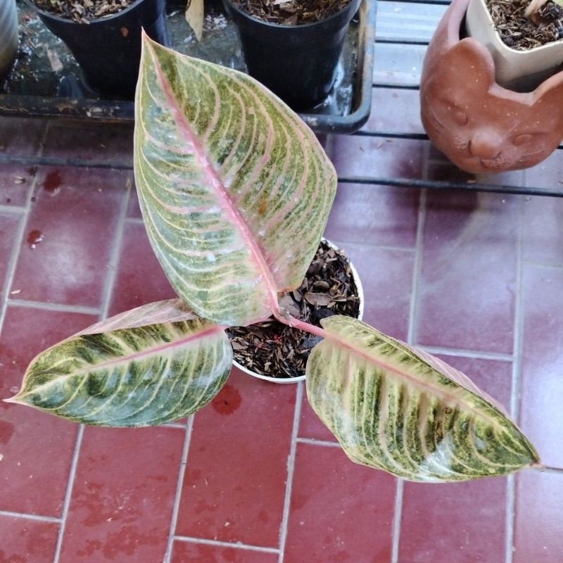 aglaonema moonlight