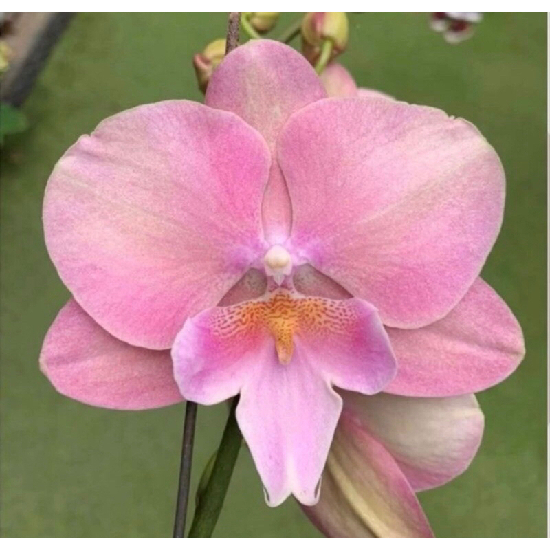 Anggrek Bulan Pink beuty spike murah - Anggrek bulan spike