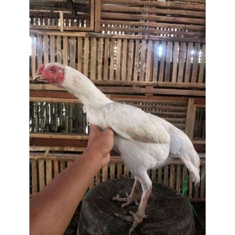 telur fertil ayam pakhoy white king untuk ditetaskan