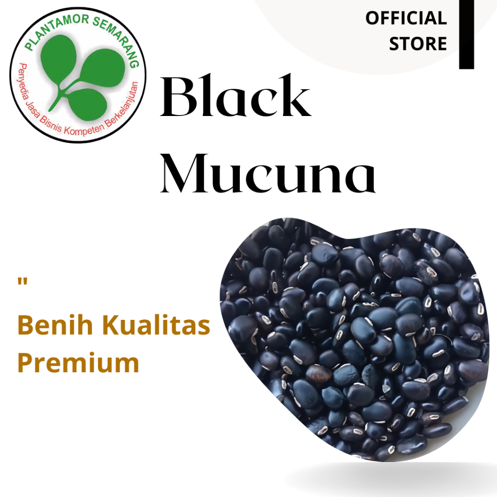 Benih Black Mucuna atau Koro Benguk Hitam (1 Kg)