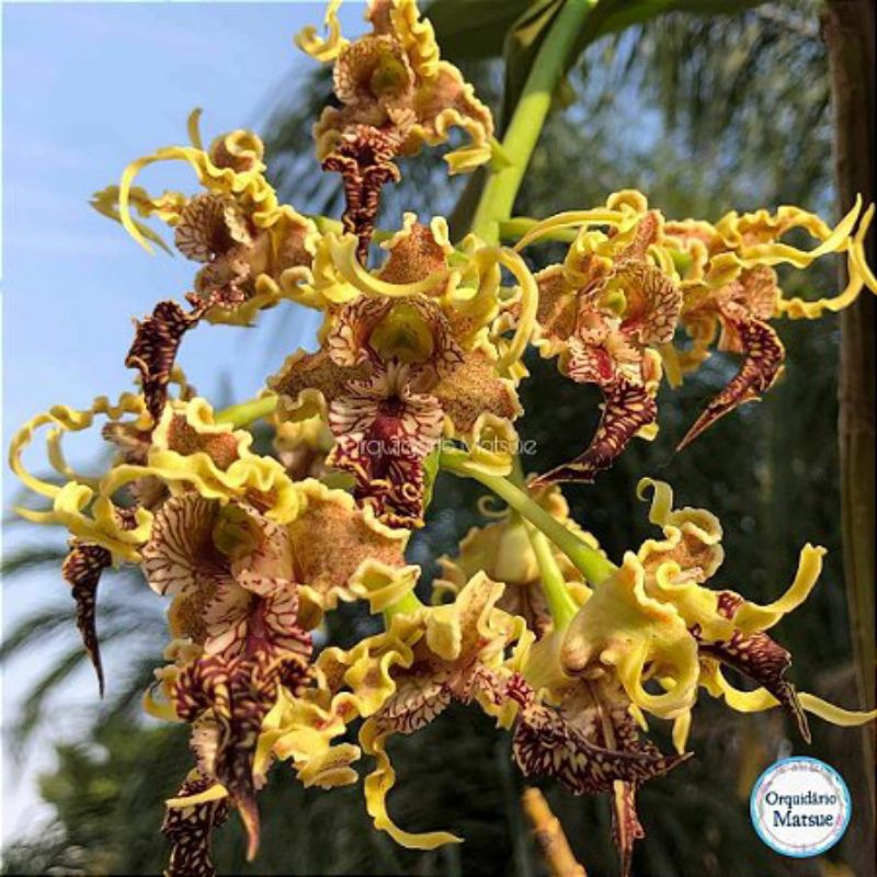 Anggrek Dendrobium Spectabile Remaja Bibit Bunga Anggrek Dendro Species Papua Keriting Melintir Angg
