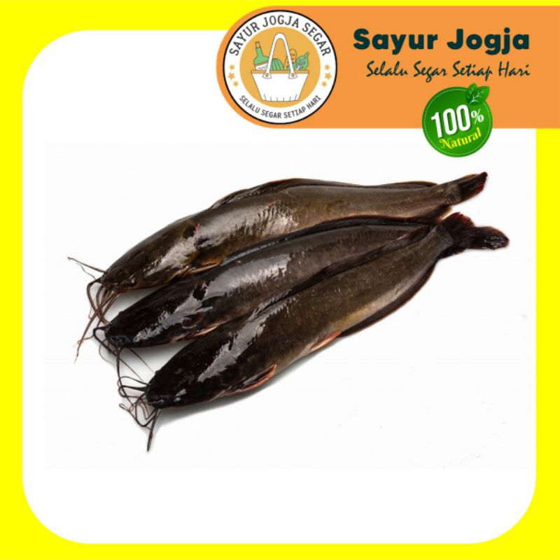 

Ikan Lele Segar per 500 gr