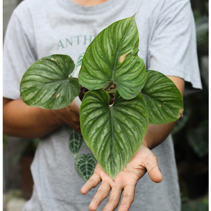 Philodendron Plowmanii