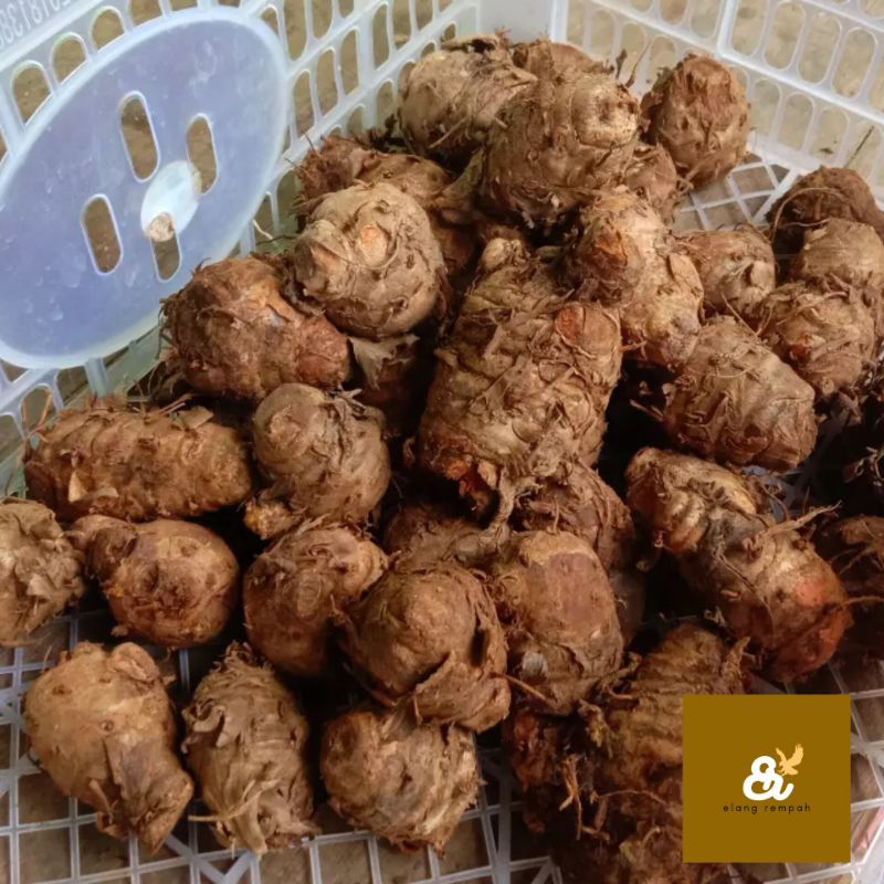 

BIANG KUNYIT EMPU KUNYIT SEGAR 250 GRAM