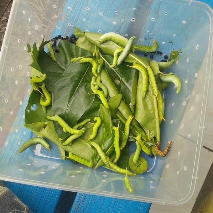 ulat mengkudu umpan GT bawal/lele harga perekor