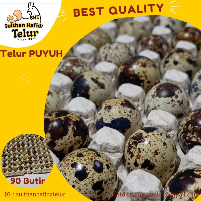 

TELUR PUYUH 90BUTIR (810-820GRAM) Telur Ayam NegeriTelur Ayam Negeri Omega Telur Ayam Negeri Krem Telur Puyuh Telur Ayam Kampung Omega Telur Bebek Oren Telur Asin Mentah Telur Asin Mateng