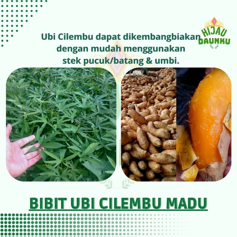 Bibit Umbi Cilembu Madu Ubi Jalar Rambat Stek Ketela Manis Siap Tanam
