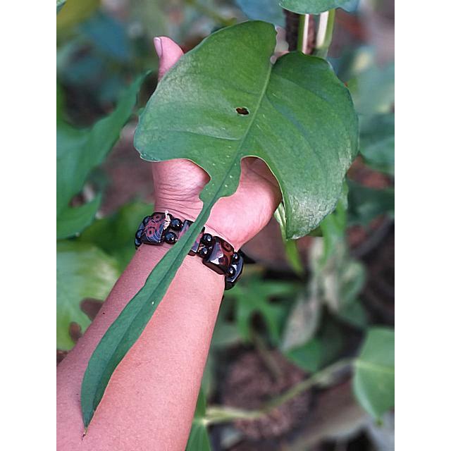 Tanaman Hias Philodendron Skeleton Key Sudah Berekor / Philo Ikan Pari / Philo Skeletonkey Skeleton