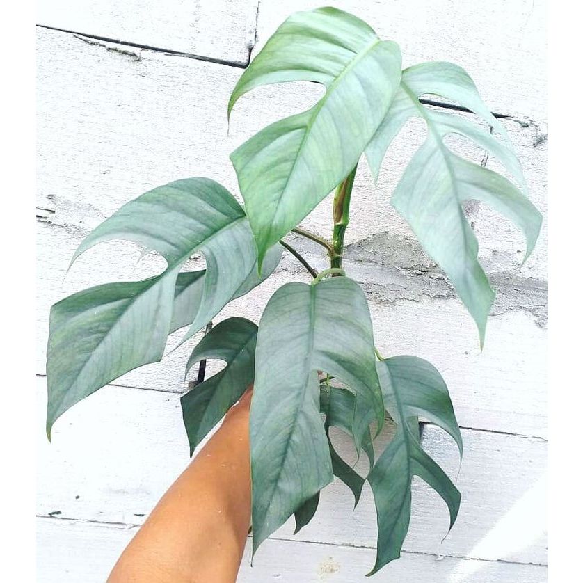 Tanaman Hias Philodendron Cebu Blue / Epipremnum Cebu Blue