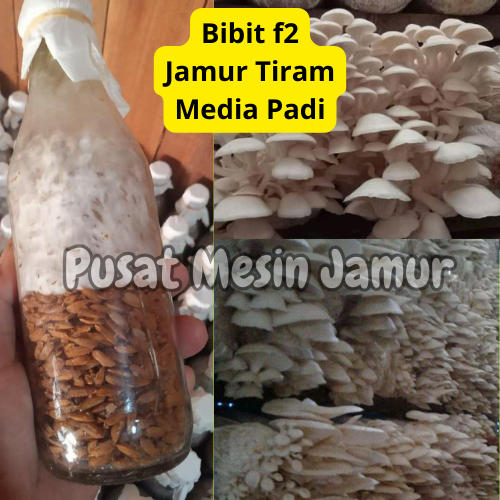 

BIBIT F2 JAMUR TIRAM PUTIH MEDIA PADI
