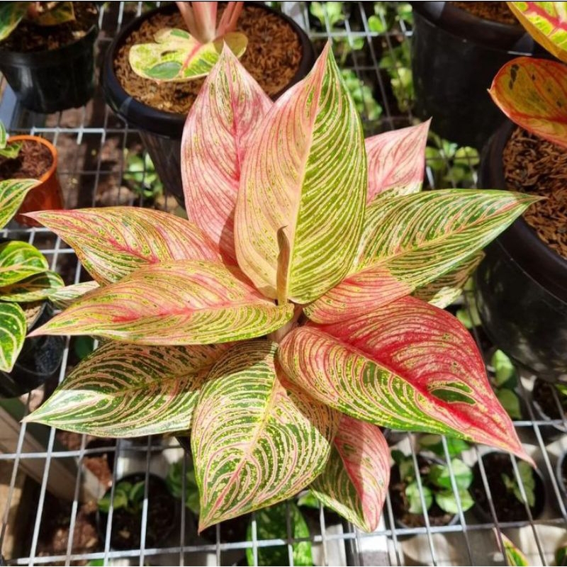 Bonggol aglonema golden hope