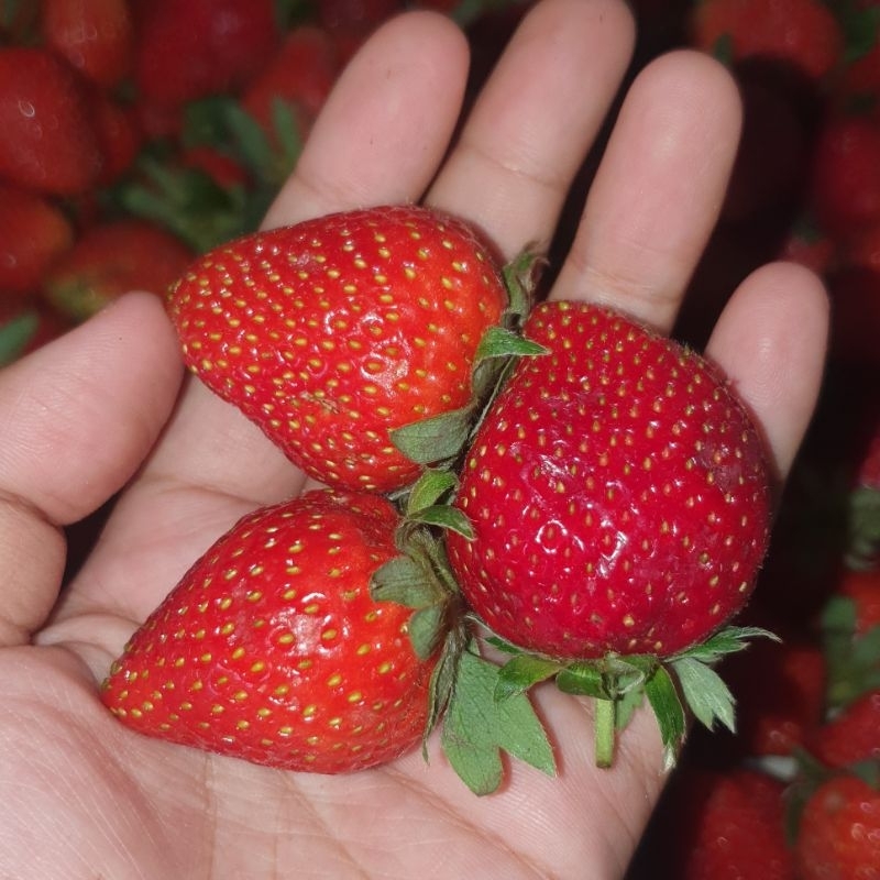 

strawberry Grade A besar dan segar 250gr || Stobeli Maniss