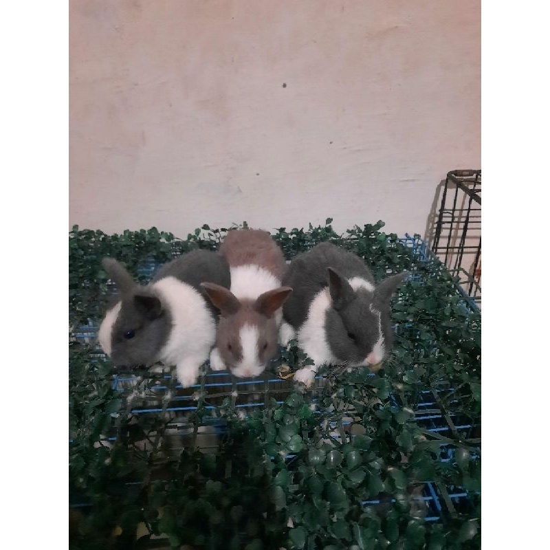 kelinci mini dutch