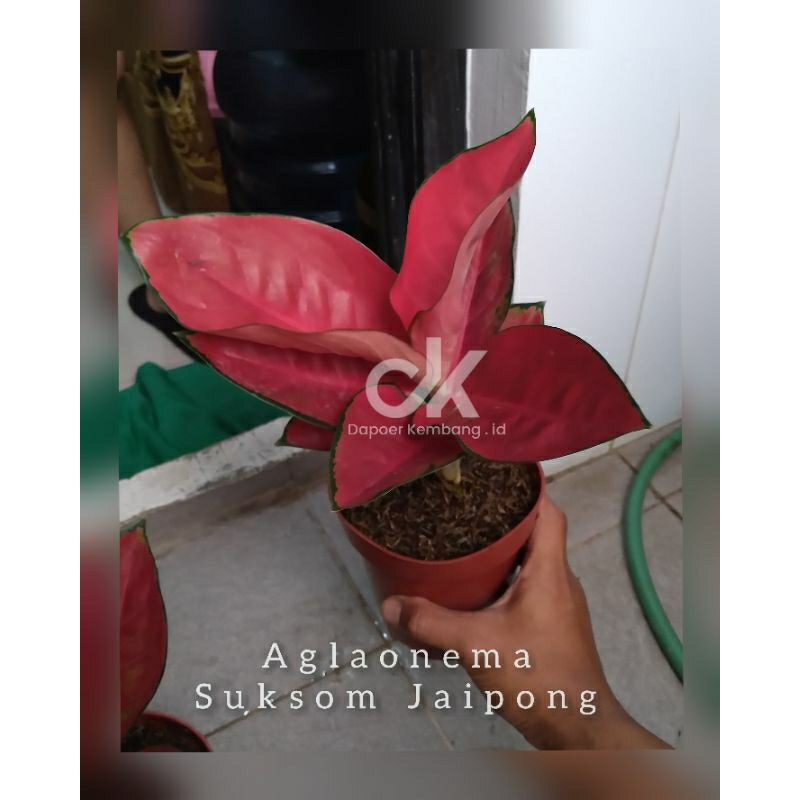aglonema suksom jaipong BESAR / suksom