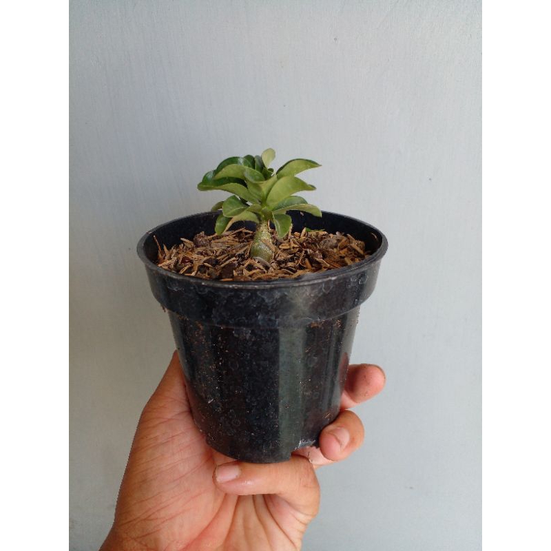 Adenium dha (daun kriwil)