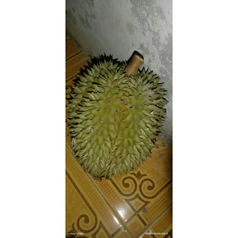 

duren