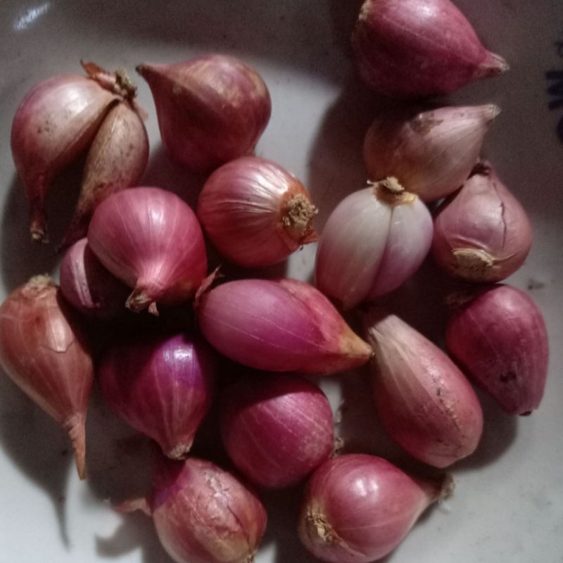 

bawang merah segar
