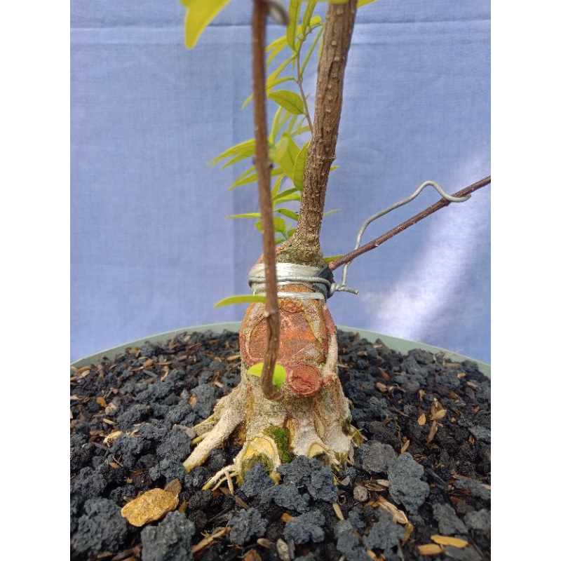 Bahan Prokar Anting Putri Mame