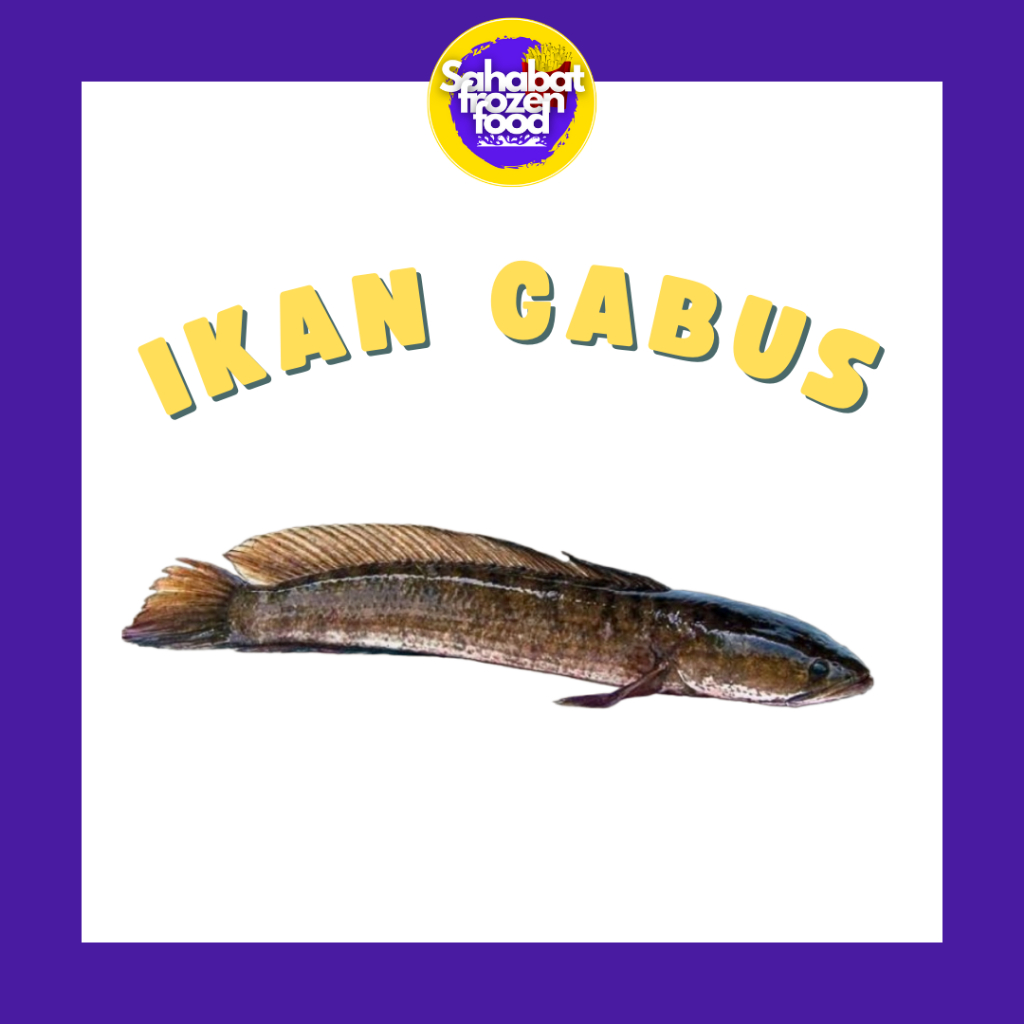 

Ikan Gabus Segar