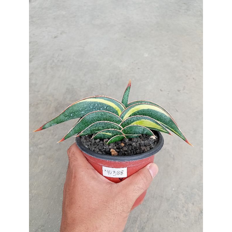 Sansevieria Rorida varigata