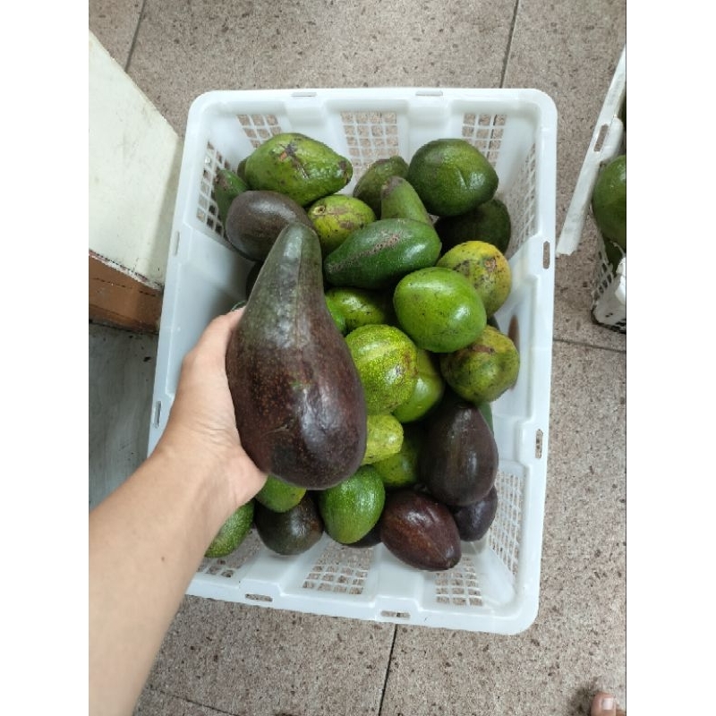 

alpukat mentega Maumere asli