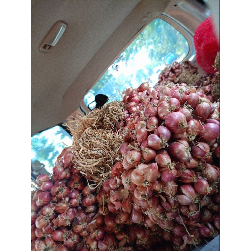 

Bawang merah