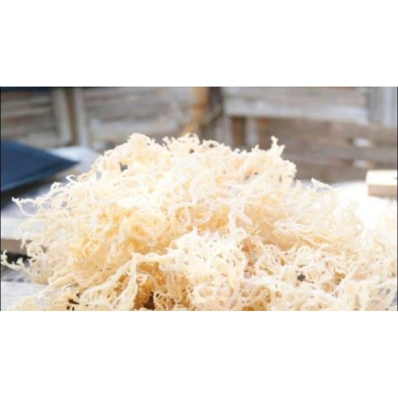 1 kg rumput laut kering