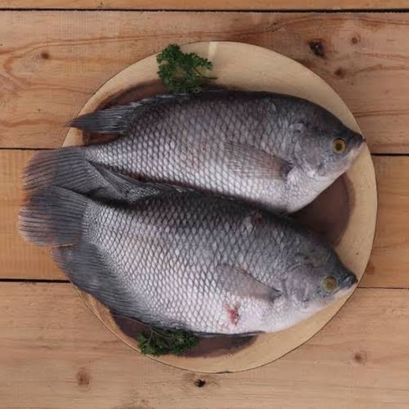 

Ikan Gurami Segar 1 Kg