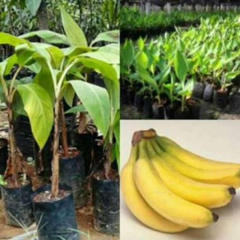 bibit pisang cavendish- bibit pohon pisang jenis cavendish