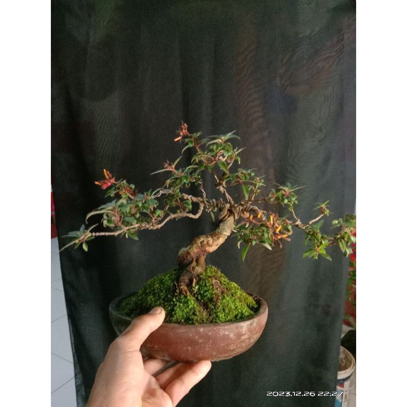 bonsai pusaka daun micro