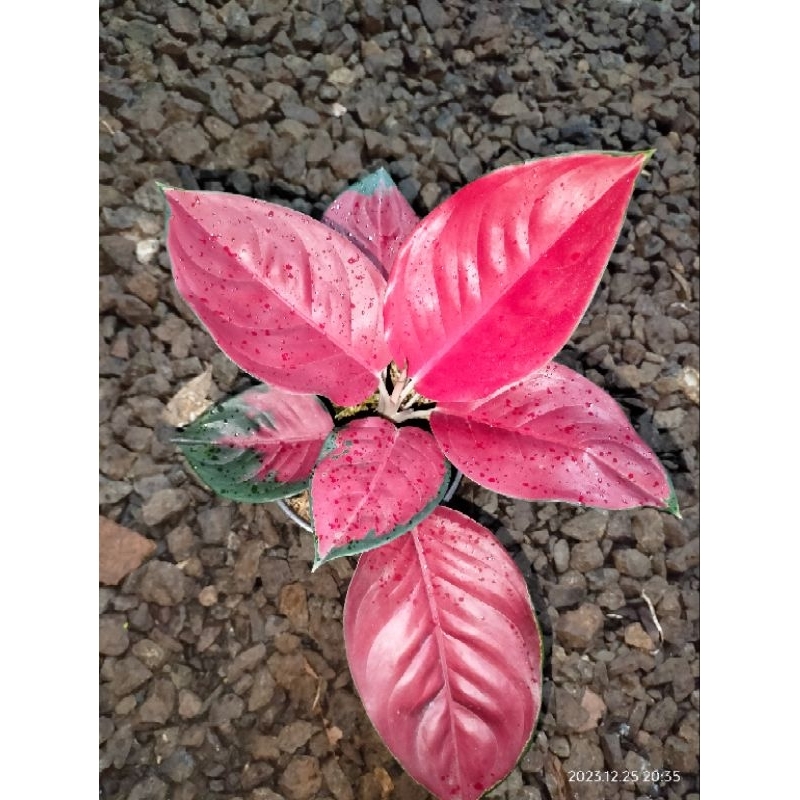 bibit aglonema suksom jaipong