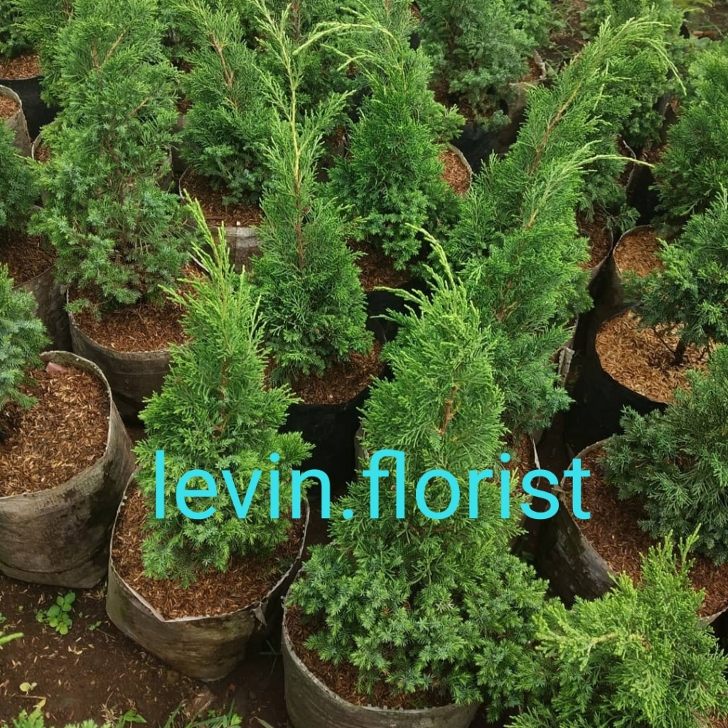 Cemara Papua / cemara pua pua / bibit tanaman hias pohon penghijauan