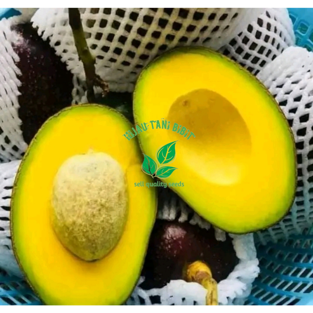 

Bibit Alpukat Cuba Asli Sambung Cepat Berbuah