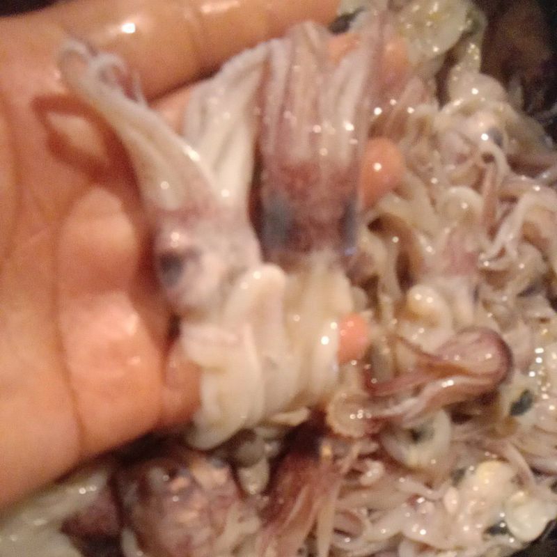 

kepala cumi lolido segar