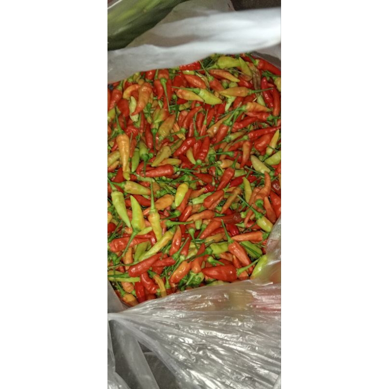 

cabai rawit 100 gr, 250 gr, 500 gr