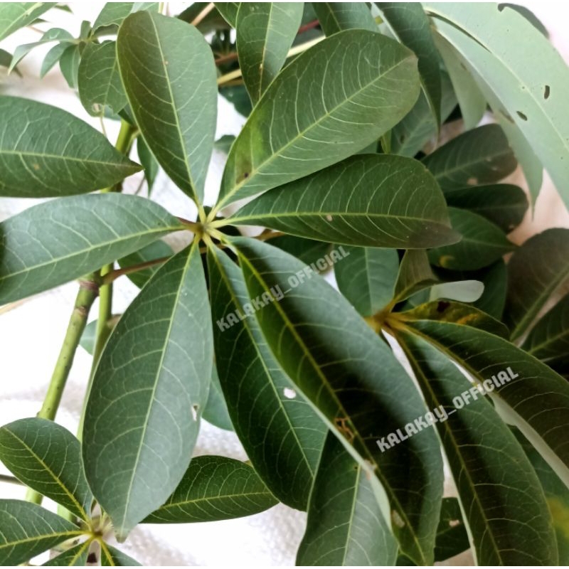 

Daun Randu Segar / Daun Pohon Kapuk Herbal Mujarab