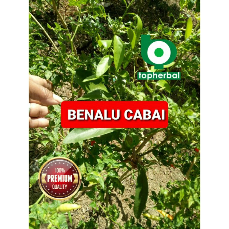 

Benalu Cabai Kering 500 Gram