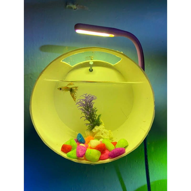 PROMO aquarium dinding PVC/ Aquarium Akrilik/ Aquarium minimalis/ Aquarium Cupang + Lampu LED