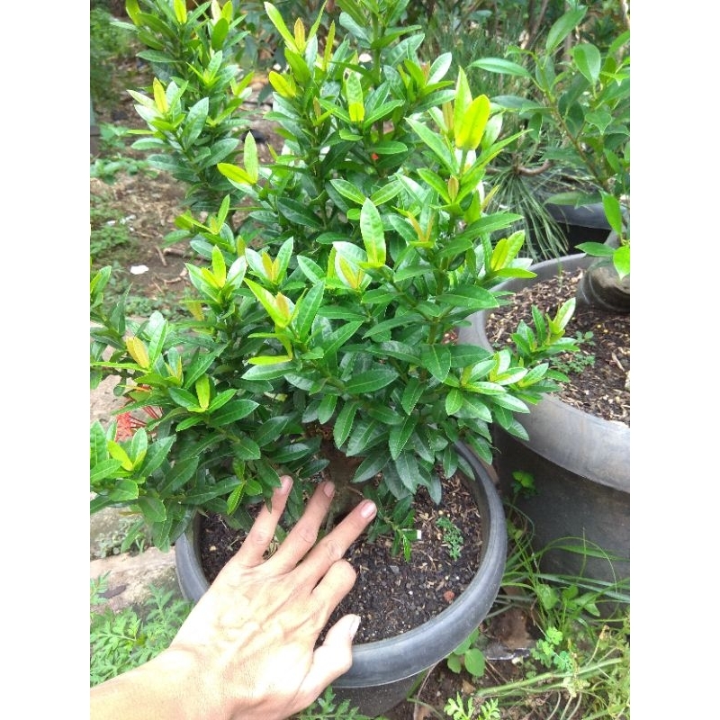 bahan bonsai asoka bunga merah