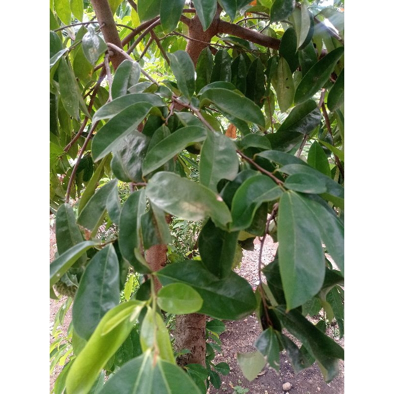 

daun sirsak 100 lembar