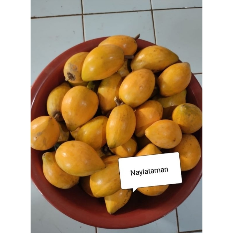 

5kg Buah Alkesah Sawo Mentega